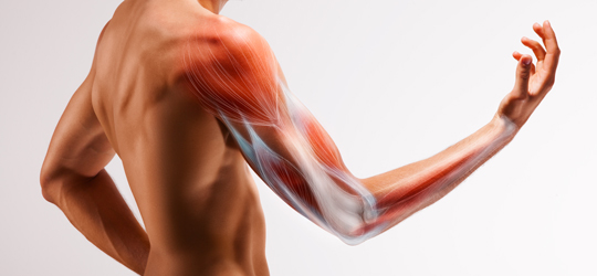 Human arm showing muscles and tendons from a rear view