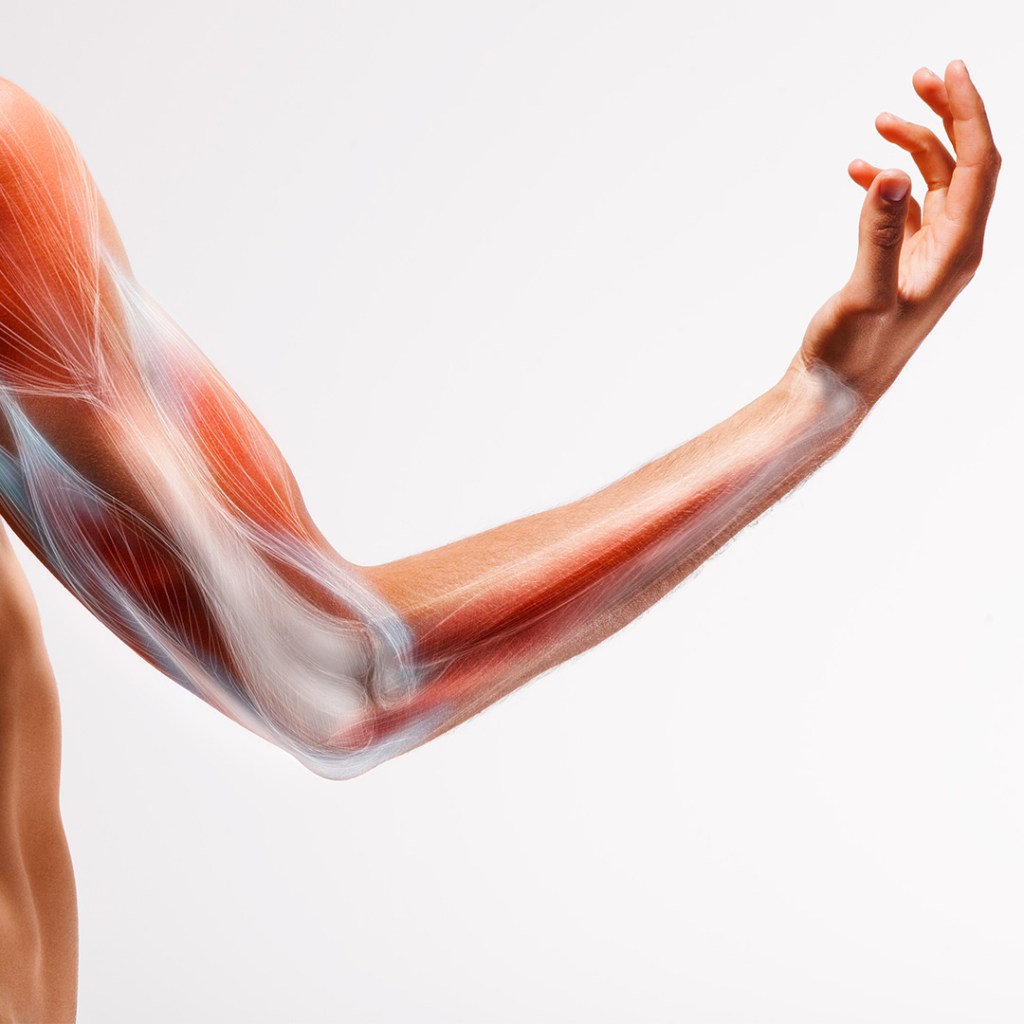 Close-up of a human arm showing muscle structure and anatomy