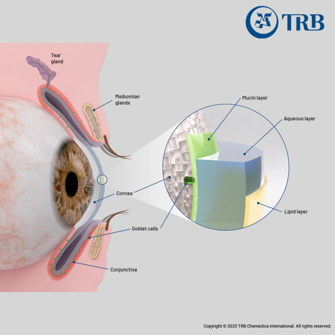 Diagram of tear film layers and eye anatomy, labeled with key structures.
